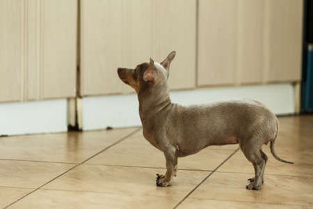 Little pinscher ratter prazsky krysarik purebreed small dog sitting relaxing and chilling at home.の写真素材