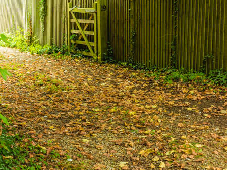Nature concept. Peaceful path in autumnal forest or park, many yellow leafs on ground with wooden...