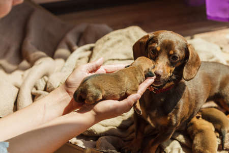 Person showing cute, adorable little dachshund puppies dogs newborns to their adult mother.