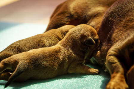 Close up of cute, adorable little dachshund puppies dogs newborns lying next to mother feeding them.の写真素材
