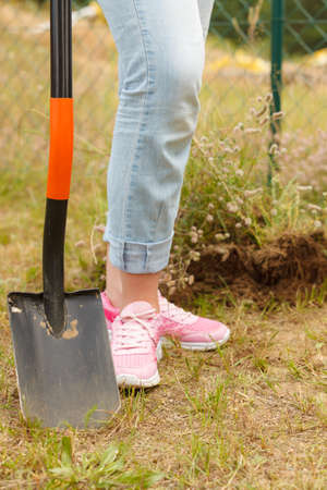 Woman gardener digging hole in ground soil with shovel. Yard work around the houseの写真素材
