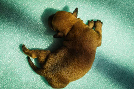 Close up of cute, adorable little dachshund puppy dog newborn lying on floorの写真素材