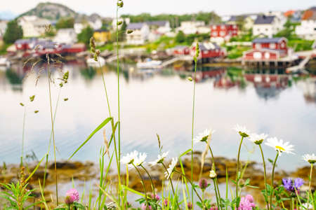 Fjord coast landscape. Spring flowers and typical norwegian fishing village with traditional red rorbu huts, Reine, Lofoten Islands, Norway. Travel destination.の写真素材