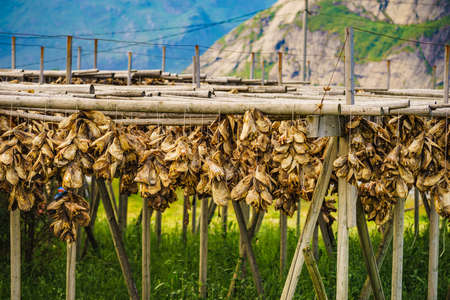 Cod stockfish drying on racks, mountains fjord landscape in the background. Industrial fishing in...