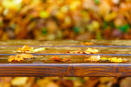 Close up of colorful gold orange yellow leaves on bench in parkの写真素材