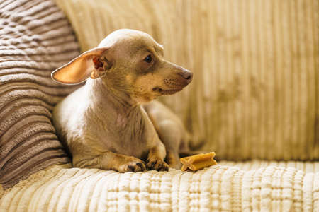 Little pinscher ratter prazsky krysarik purebreed small dog sitting relaxing and chilling on sofa couch indoor.の写真素材