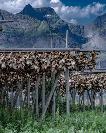 Cod stockfish drying on racks, mountains fjord landscape in the background. Industrial fishing in Norway. Lofoten islands.の写真素材
