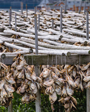 Cod stockfish drying on racks, Lofoten islands. Industrial fishing in Norway.