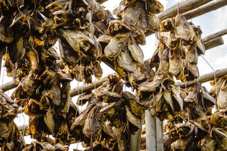 Cod stockfish drying on racks, Lofoten islands. Industrial fishing in Norway.の写真素材