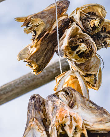 Cod stockfish drying on racks, Lofoten islands. Industrial fishing in Norway.の写真素材