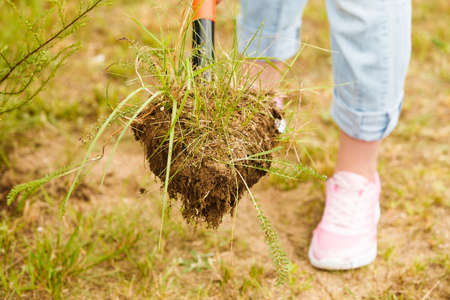 Woman gardener digging hole in ground soil with shovel for removal withered dried thuja tree from her backyard. Yard work around the houseの写真素材