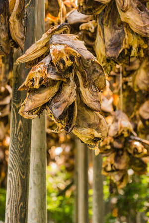 Cod stockfish drying on racks, Lofoten islands. Industrial fishing in Norway.