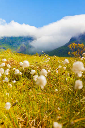 White flowers and mountains covered with clouds in background. Gimsoya island landscape, Nordland...