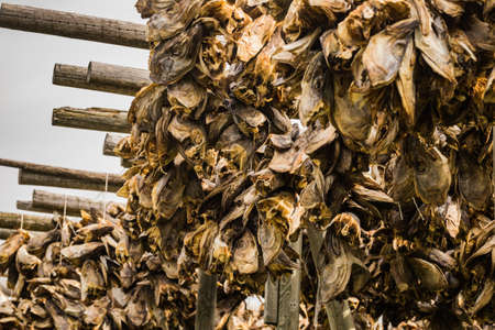 Cod stockfish drying on racks, Lofoten islands. Industrial fishing in Norway.の写真素材