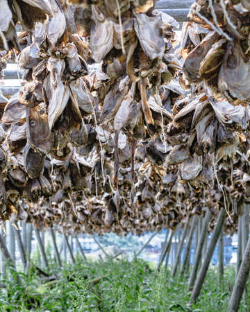 Cod stockfish drying on racks, Lofoten islands. Industrial fishing in Norway.の写真素材