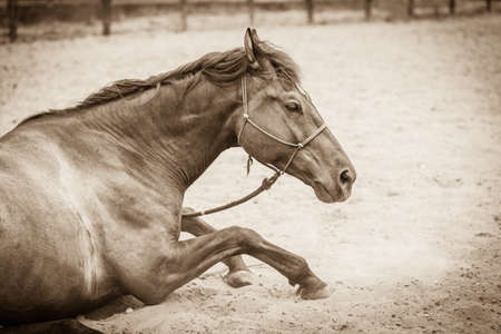 Brown wild horse lying on sand. Agricultural mammals animals in natural environment.の写真素材