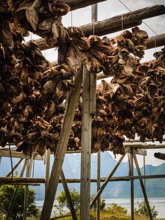 Cod stockfish drying on racks, Lofoten islands. Industrial fishing in Norway.