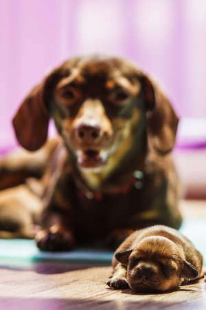 Close up of cute, adorable little dachshund puppies dogs newborns lying next to mother.の写真素材
