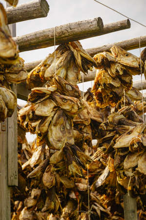Cod stockfish drying on racks, Lofoten islands. Industrial fishing in Norway.の写真素材