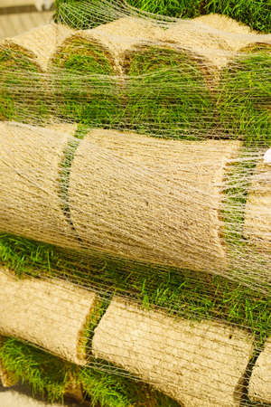 Stacks of sod rolls for new lawn. Natural grass turf for installing making new fieldの写真素材
