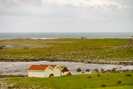 Cows on pasture in meadow field. Tranquil countryside scene. Coastal landscape in south Norway.の写真素材