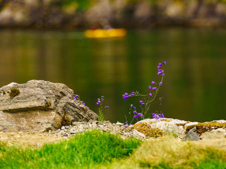 Lake, river on norwegian fjord shore with summer flowers and people kayaking on water in the...