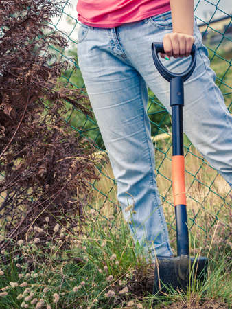 Woman gardener digging hole in ground soil with shovel for removal withered dried thuja tree from...