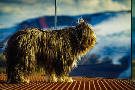 Travel with animals. Dog on Dalsnibba viewpoint in Norway