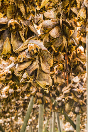 Cod stockfish drying on racks, Lofoten islands. Industrial fishing in Norway.の写真素材