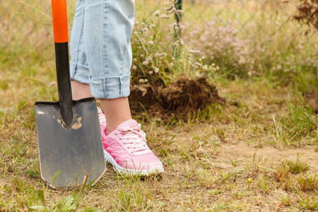 Woman gardener digging hole in ground soil with shovel. Yard work around the houseの写真素材