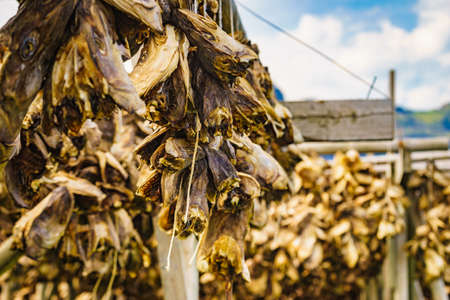 Cod stockfish drying on racks, Lofoten islands. Industrial fishing in Norway.の写真素材