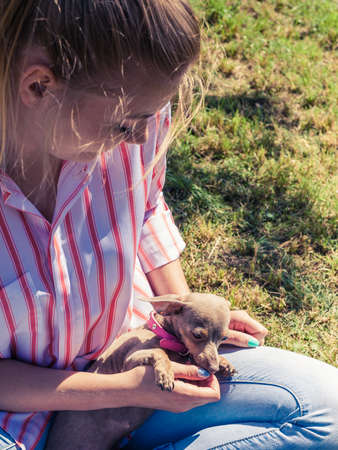 Woman playing with little pinscher ratter prazsky krysarik crossbreed small dog outside on grass...