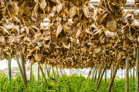Cod stockfish drying on racks, Lofoten islands. Industrial fishing in Norway.