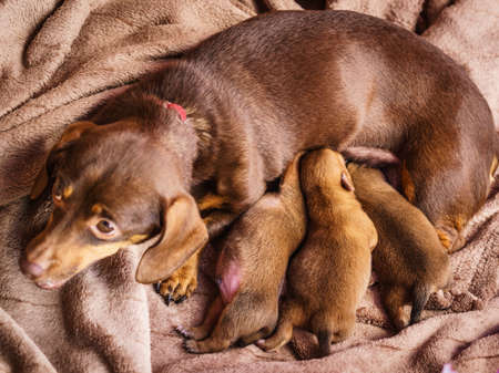 Close up of cute, adorable little dachshund puppies dogs newborns lying next to mother feeding them.の写真素材