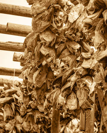 Cod stockfish drying on racks, Lofoten islands. Industrial fishing in Norway.