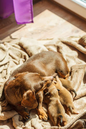 Close up of cute, adorable little dachshund puppies dogs newborns lying next to mother feeding them.の写真素材