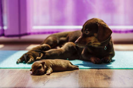 Close up of cute, adorable little dachshund puppies dogs newborns lying next to mother.の写真素材