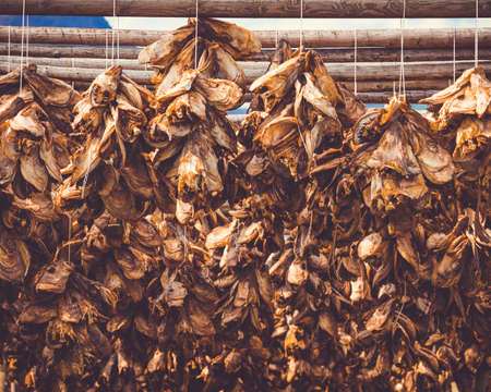 Cod stockfish drying on racks, Lofoten islands. Industrial fishing in Norway.の写真素材