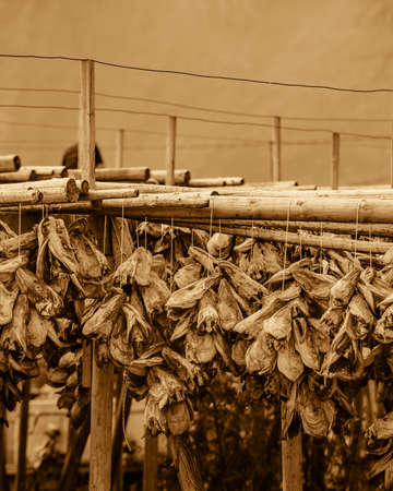 Cod stockfish drying on racks, Lofoten islands. Industrial fishing in Norway.の写真素材