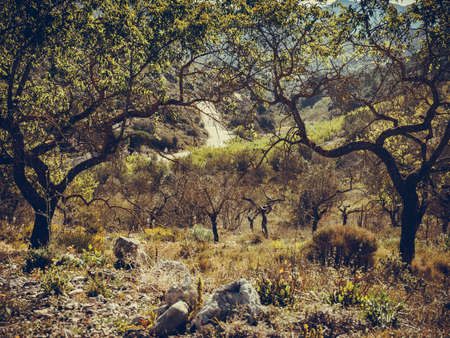 Olive trees on hill. Spanish nature landscape