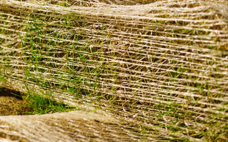Stacks of sod rolls for new lawn. Natural grass turf for installing making new field