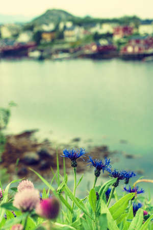Fjord coast landscape. Spring flowers and typical norwegian fishing village, Reine Lofoten islands, Norway. Travel destination.の写真素材