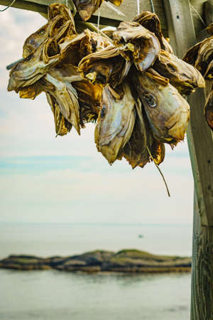 Cod stockfish drying on racks, sea fjord landscape in the background. Industrial fishing in Norway. Lofoten islands.の写真素材