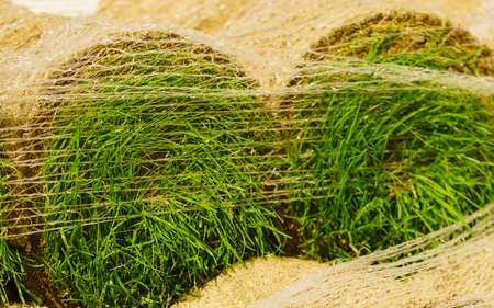 Stacks of sod rolls for new lawn. Natural grass turf for installing making new fieldの写真素材