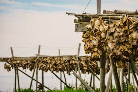 Cod stockfish drying on racks, Lofoten islands. Industrial fishing in Norway.