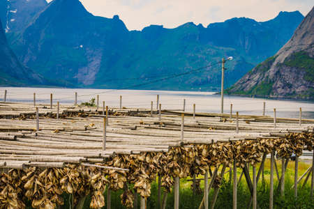 Cod stockfish drying on racks, mountains fjord landscape in the background. Industrial fishing in Norway. Lofoten islands.の写真素材