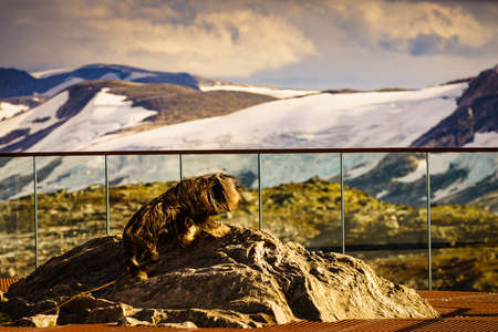 Travel with animals. Dog on Dalsnibba viewpoint in Norwayの写真素材