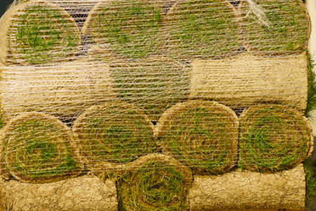 Stacks of sod rolls for new lawn. Natural grass turf for installing making new fieldの写真素材
