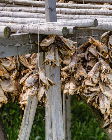 Cod stockfish drying on racks, Lofoten islands. Industrial fishing in Norway.の写真素材