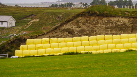 Agricultural landscape with straw packages on field. Cereal bale of hay wrapped in plastic white foil.の写真素材